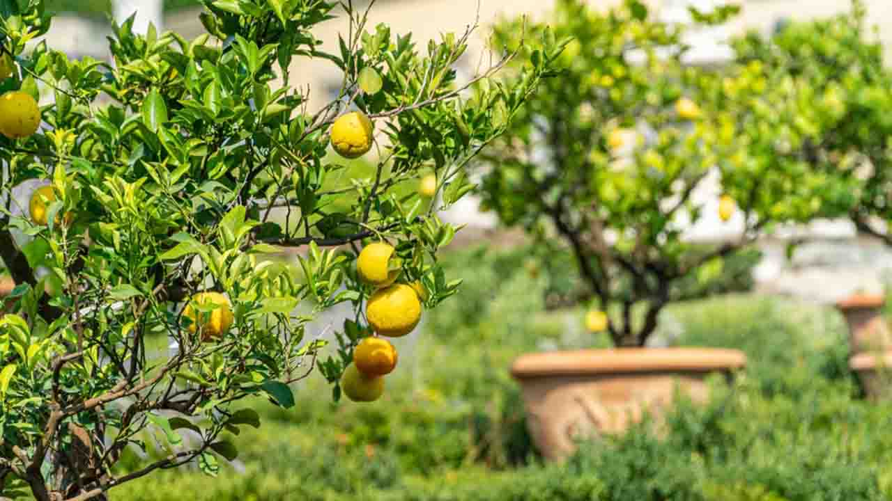 Bahçenizde Limon Ağacı Yetiştirmenin Püf Noktaları