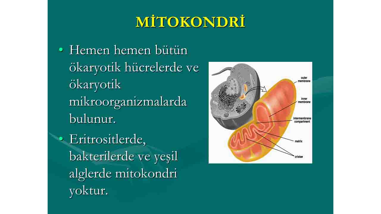 Mitokondriler Hakkında Bilinmeyenler